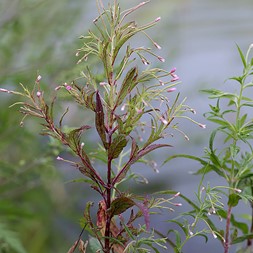 Epilobium coloratum (eastern willowherb)